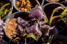 Al-Arz;Iris;Iris-Cedreti;Kaleidos;Kaleidos-images;Lebanon;Middle-East;Near-East;Proche-Orient;Tarek-Charara;Flowers;Endemic;Endangered-species;Endemic-species;Critically-endangered;Critically-endangered-species